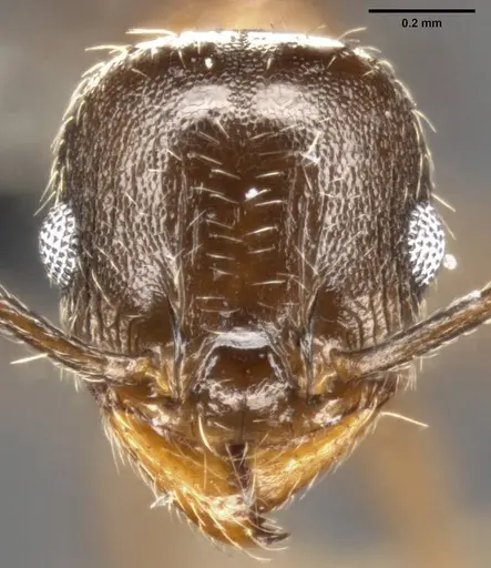 Pheidole vallicola - CASENT0282703