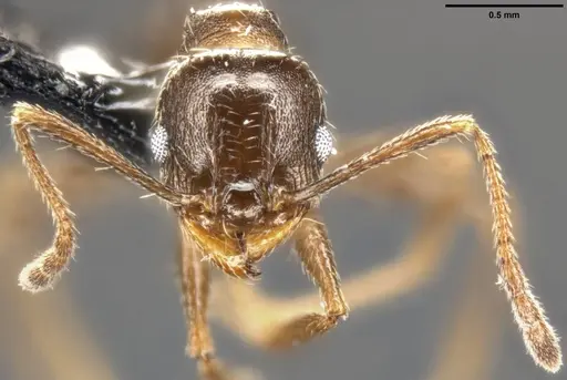 Pheidole vallicola - CASENT0282703