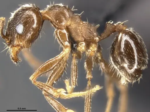 Pheidole vallicola - CASENT0282703