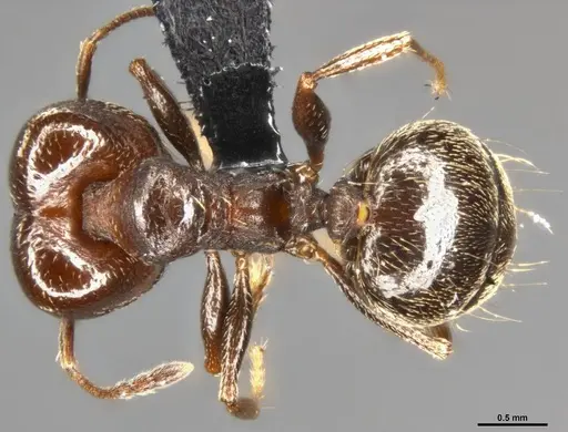 Pheidole vallicola - CASENT0282704