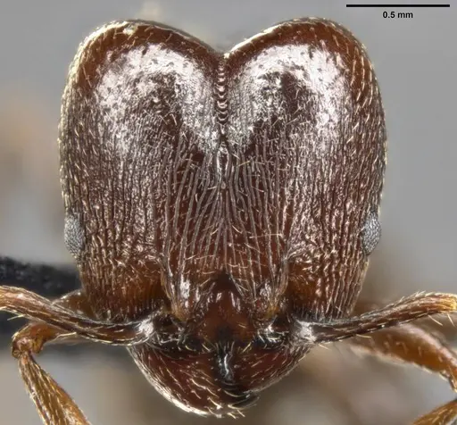 Pheidole vallicola - CASENT0282704