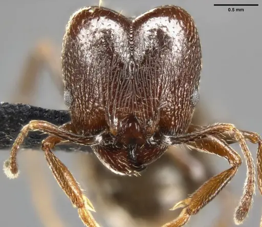 Pheidole vallicola - CASENT0282704