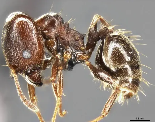 Pheidole vallicola - CASENT0282704