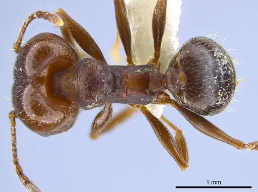 Pheidole vallicola - CASENT0637409