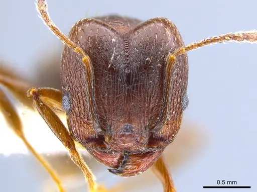 Pheidole vallicola - CASENT0637409