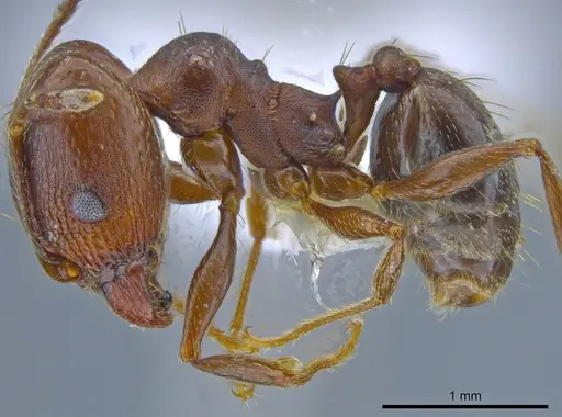 Pheidole vallicola - CASENT0637409