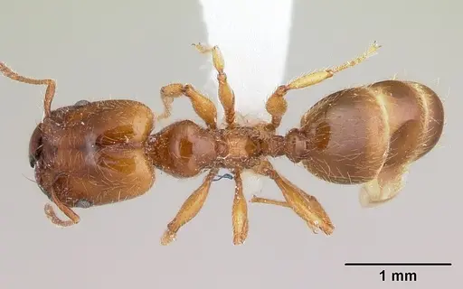 Pheidole vallifica specimen