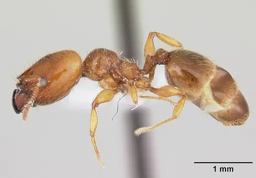 Pheidole vallifica specimen