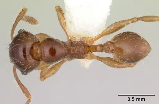 Pheidole vallifica - CASENT0178066