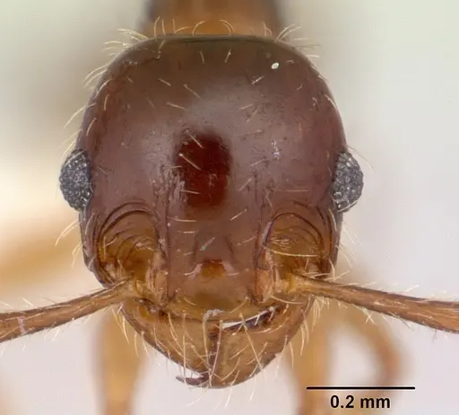 Pheidole vallifica - CASENT0178066