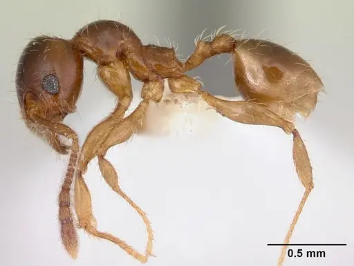 Pheidole vallifica - CASENT0178066