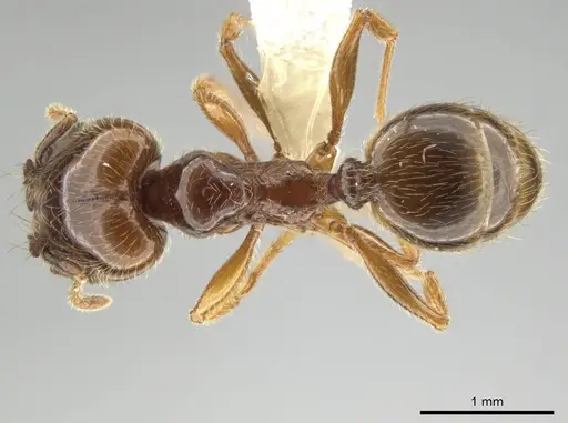 Pheidole vallifica - CASENT0635689