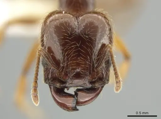 Pheidole vallifica - CASENT0635689