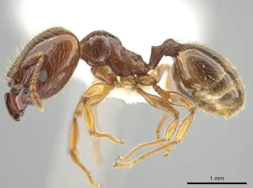 Pheidole vallifica - CASENT0635689