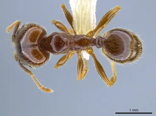 Pheidole vallifica - CASENT0635690