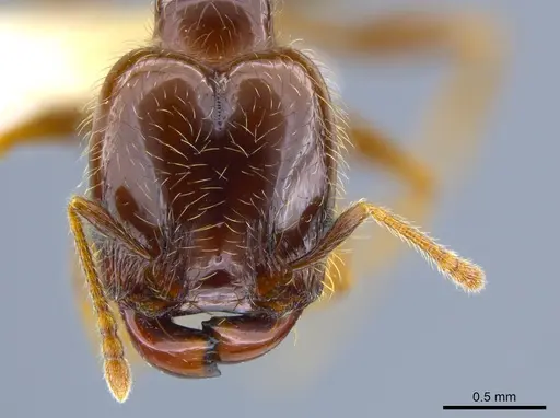 Pheidole vallifica - CASENT0635690