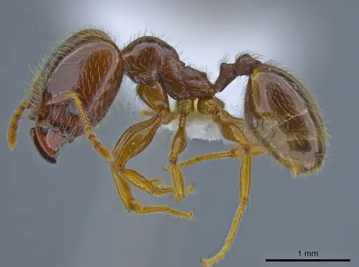 Pheidole vallifica - CASENT0635690