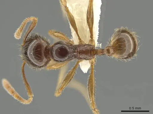 Pheidole vallifica - CASENT0635691