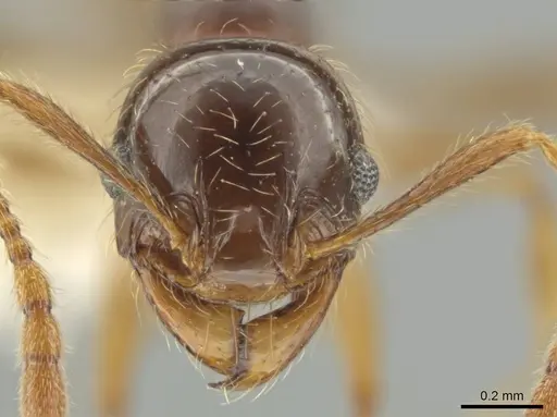 Pheidole vallifica - CASENT0635691