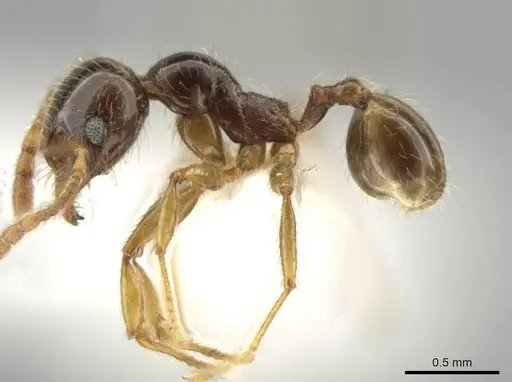 Pheidole vallifica - CASENT0635691