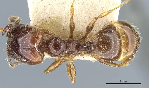 Pheidole vallifica - CASENT0904316