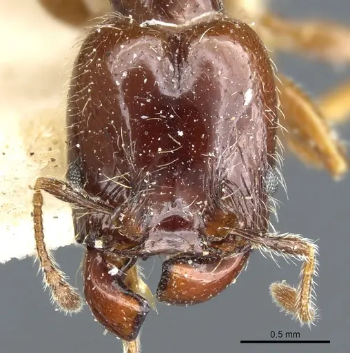 Pheidole vallifica - CASENT0904316