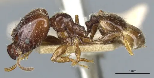 Pheidole vallifica - CASENT0904316