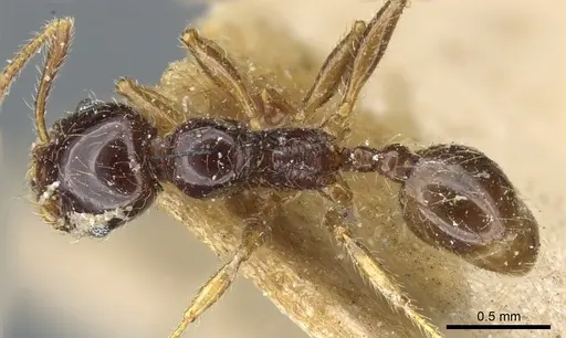 Pheidole vallifica - CASENT0904317