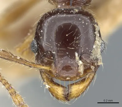 Pheidole vallifica - CASENT0904317