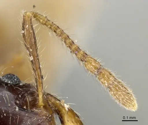 Pheidole vallifica - CASENT0904317
