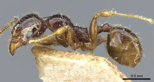 Pheidole vallifica - CASENT0904317