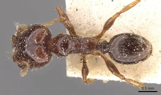 Pheidole vallifica - CASENT0908210