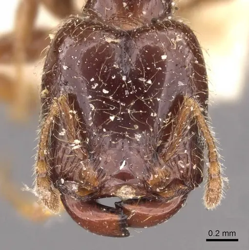 Pheidole vallifica - CASENT0908210