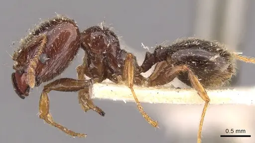 Pheidole vallifica - CASENT0908210