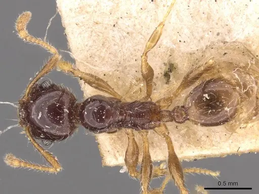 Pheidole vallifica - CASENT0908211