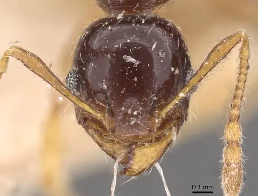 Pheidole vallifica - CASENT0908211