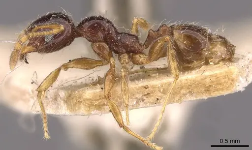 Pheidole vallifica - CASENT0908211