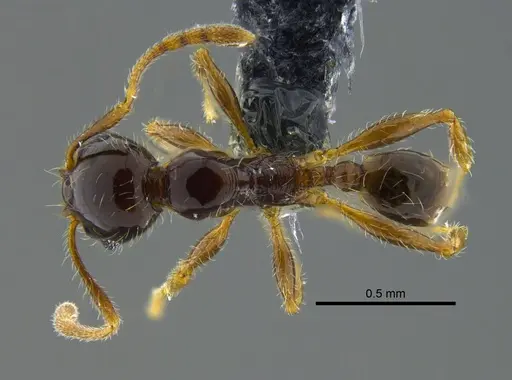 Pheidole vallifica - CBUMAGENT40736