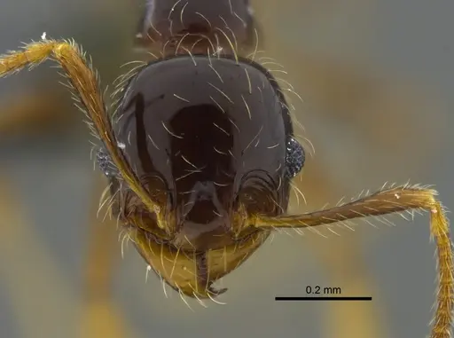 Pheidole vallifica - CBUMAGENT40736