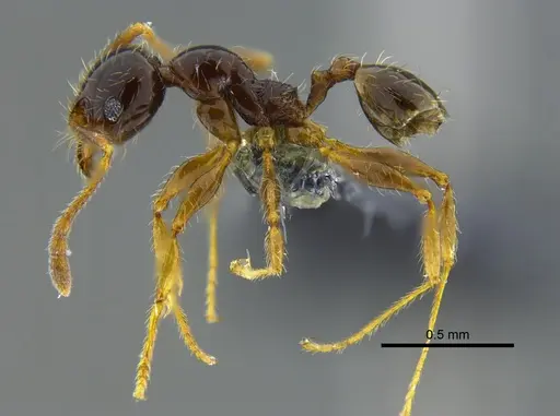 Pheidole vallifica - CBUMAGENT40736