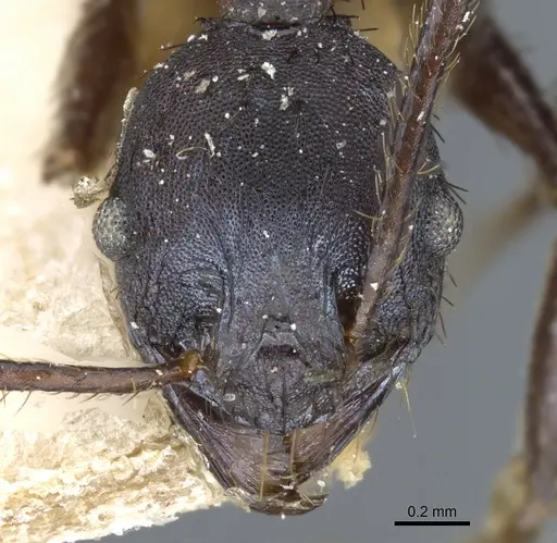Pheidole vanderveldi specimen