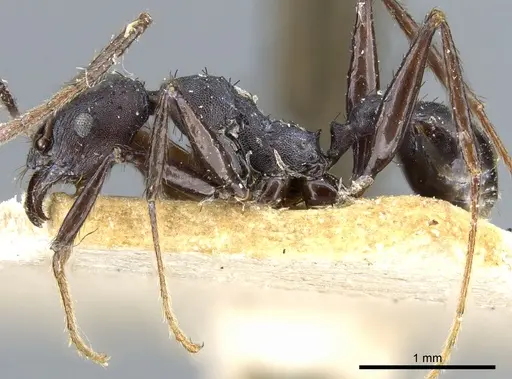 Pheidole vanderveldi specimen