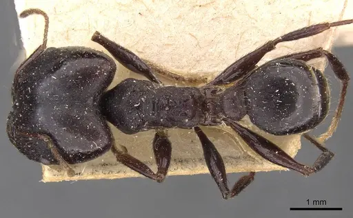 Pheidole vanderveldi - CASENT0907835