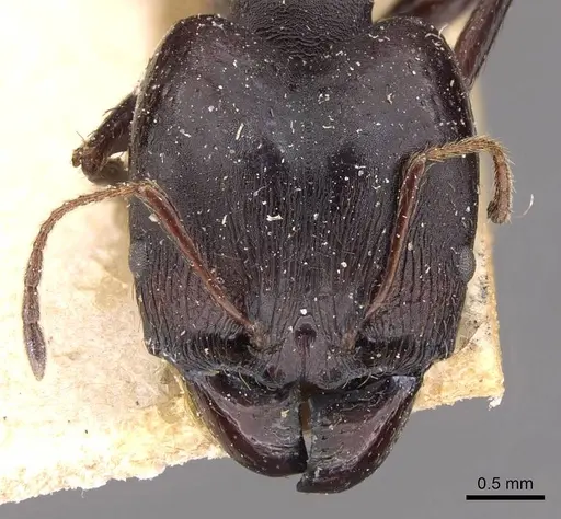 Pheidole vanderveldi - CASENT0907835