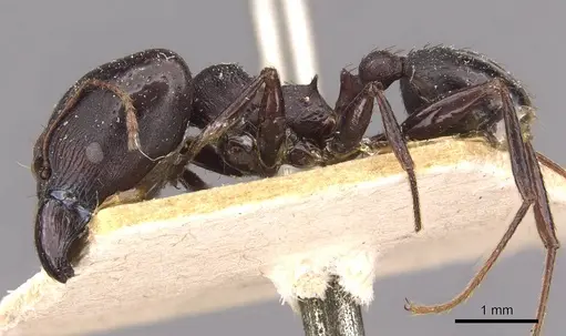 Pheidole vanderveldi - CASENT0907835