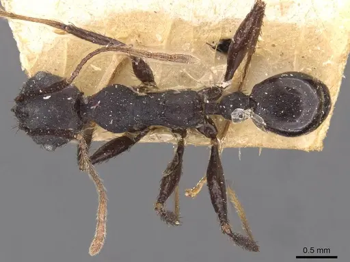 Pheidole vanderveldi - CASENT0907836