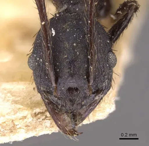 Pheidole vanderveldi - CASENT0907836