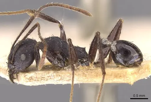 Pheidole vanderveldi - CASENT0907836