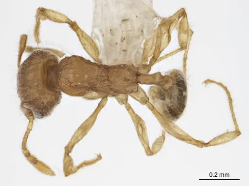 Pheidole variabilis specimen