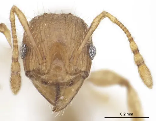 Pheidole variabilis specimen